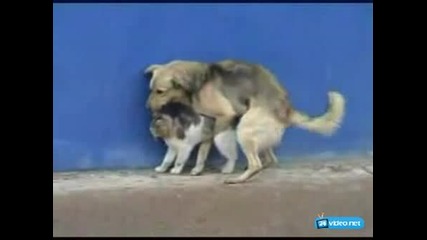 Куче Изнасилва Котка Смях18+ 