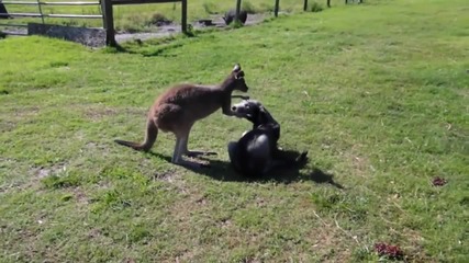 Кенгуру и куче играят на гоненица!