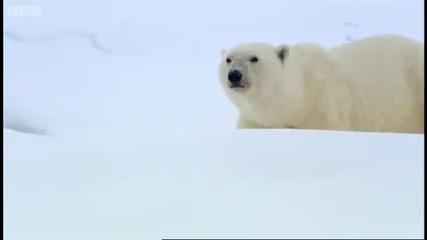Polar bear sledging - Wildlife Specials - Bbc 