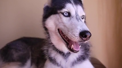 Кучето Mishka казва Хамбургер