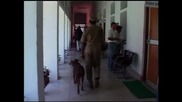 Змия влезе в сградата на парламента на щат в Индия