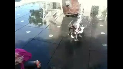 Това куче е лудо! 100% смях !!! 