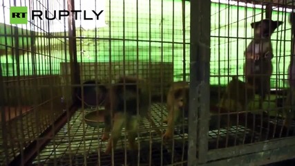 Over 100 Dogs Saved from the Dinner Plate in South Korean