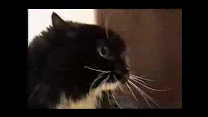 Говореща Котка - Много Смях