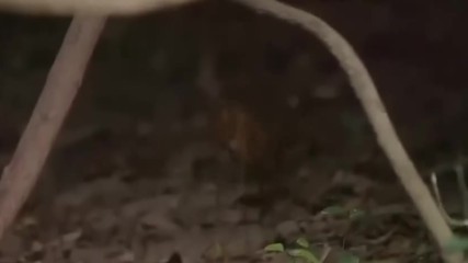 Dunyanin En Kucuk Geyi Turkce Dublaj Belgesel Film Yonetmen 2017 Hd