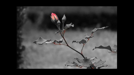 scorpions dust in the wind