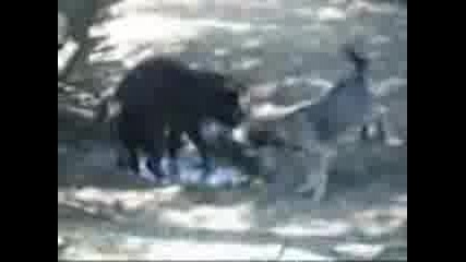 gater.avi