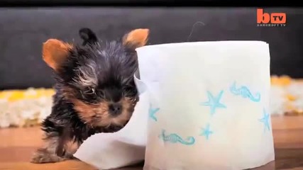 Най - малкото куче в света Tiny Dog Terrier