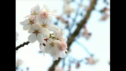 Cherry Blossom in Spring