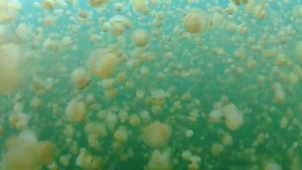 езерото на златните медузи