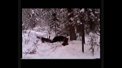 лов на мечки 2 
