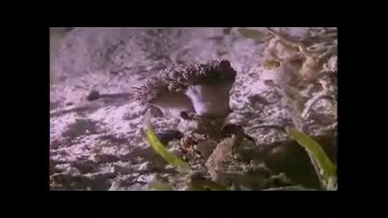 Life Of The Ocean - Enya
