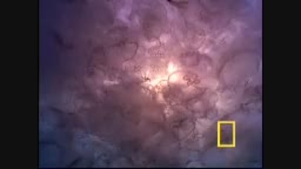 National Geographic - Under the Sea 