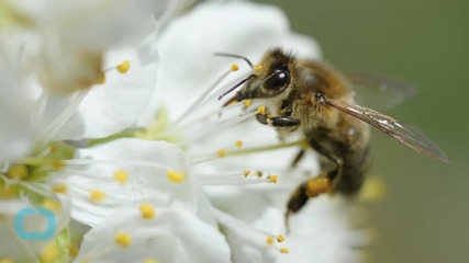 'Pollen Tsunami' is Real and It's Awful