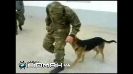 дали е команда