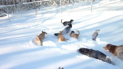Игриви сладури се забавляват в снега