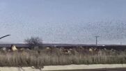 Феномен: Заснеха красивия синхронен полет на ято скорци (ВИДЕО)