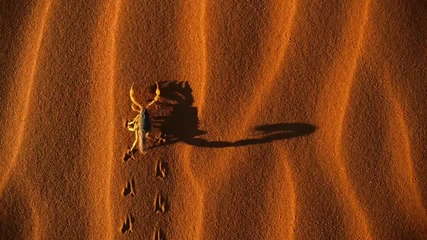 Rex Mundi - Scorpion 