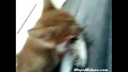 Коте Яде Риба