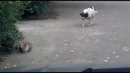 дръж мацо кучето :)