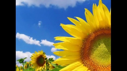 The Stranglers - Always the sun - Винаги има слънце