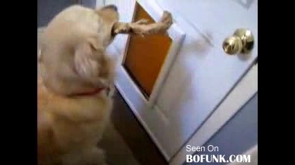 Подигравка с куче .. ;x 