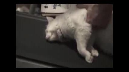 Мързелива котка на пътека