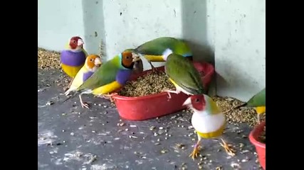 Dinner Time for my Gouldian Finches 