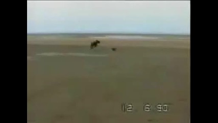 Crazy Dogs
