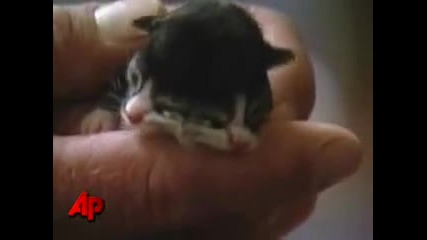Kitten Born With Two Faces 