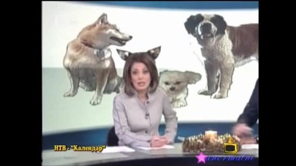 Масови отвличания на кучета срещу откуп - Господари на ефира - 11.01.2010 