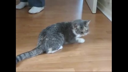 Пияна котка