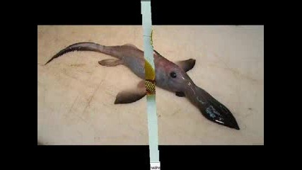 Странни снимки на животни 1