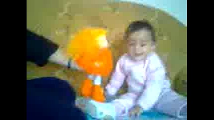 acelya 5 