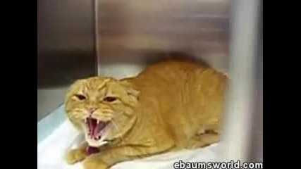 evil cat 