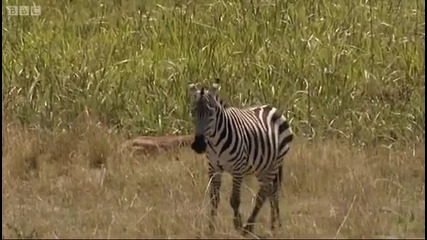 Лъвове ловуват зебри