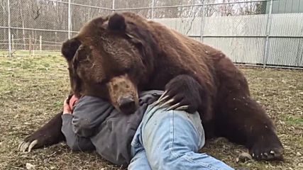 Мъж се гушка с огромна мечка!