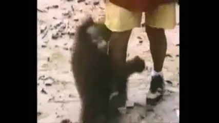 funny animals 