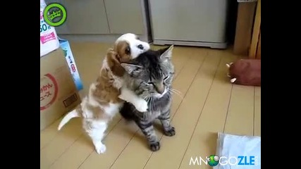 Коте понася кучешка любов - Смях !