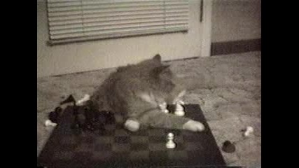 Коте играе шах