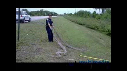 Biggest Snakes Ever!
