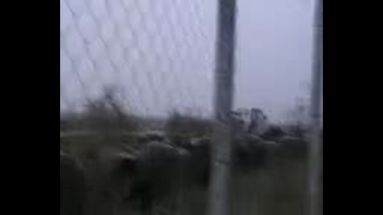 Rali 