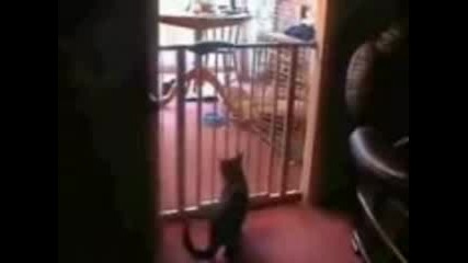 Funny Cat