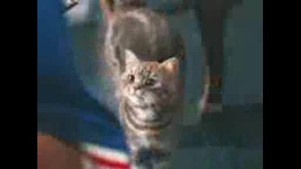 Crazy cat Wmv V9