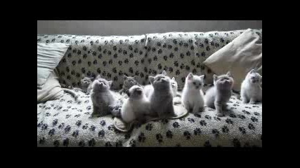 Танцуващи Котета