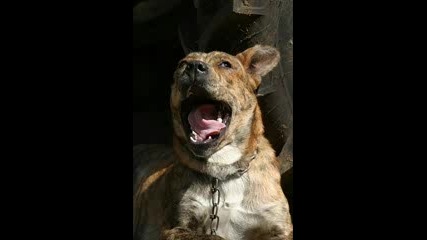 много смешни животни 4 