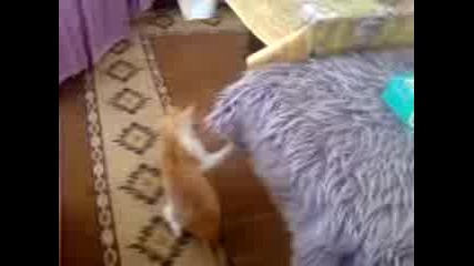kedi dovusu .3gp