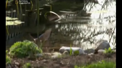 Наркотици Оод:халюциногени 2012 (част 3)