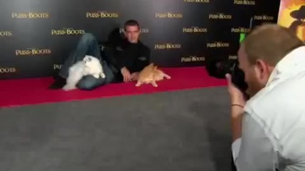 Puss In Boots Cat Premiere Newsreel Official - Antonio Banderas