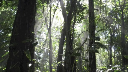 Sounds of Nature Series Tropical Forest at Night